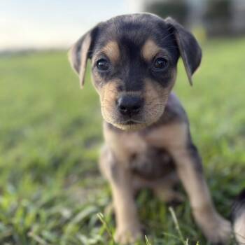 Dottie fka Remy -  Catahoula Leopard Dog and Mixed Breed Dog for Adoption in Enterprise, Alabama - Dottie Fka Remy | PetCurious
