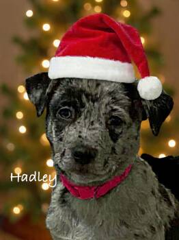 Rescue Australian Cattle Dog Blue Heeler Dogs for Adoption in Hatfield, Pennsylvania - Hadley | PetCurious