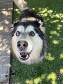 Nova -  Husky Dog for Adoption in Phoenix, Oregon - Nova | PetCurious