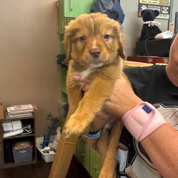 Huckleberry -  Australian Shepherd Dog for Adoption in Norman, Oklahoma - Huckleberry | PetCurious