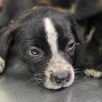Pizza -  Mixed Breed Dog for Adoption in Charleston, West Virginia - Pizza | PetCurious