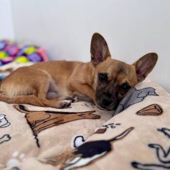 Chihuahua and Mixed Breed Dogs Available for Adoption - Tortilla | PetCurious