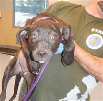 CARDINAL -  Pit Bull Terrier Dog for Adoption in San Jose, California - CARDINAL | PetCurious