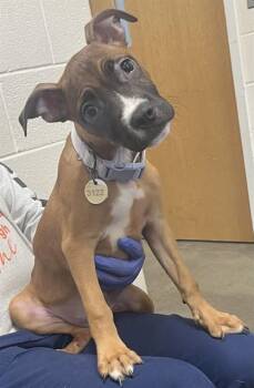 Pit Bull Terrier and Boxer Dogs Available for Adoption - KANDI | PetCurious