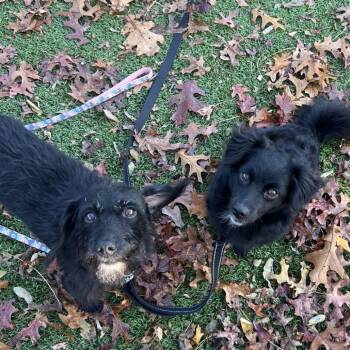 Rescue Mixed Breed Dogs for Adoption in Hampton Bays, New York - Pecan | PetCurious