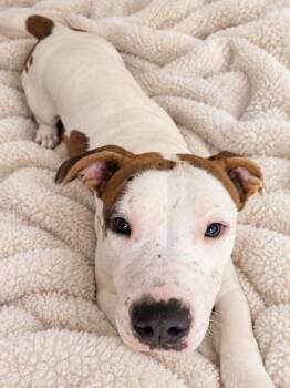 Reginald -  Boxer Dog for Adoption in Winfield, Kansas - Reginald | PetCurious