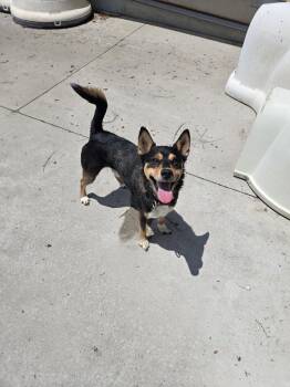 Pete -  Terrier Dog for Adoption in Maquoketa, Iowa - Pete | PetCurious