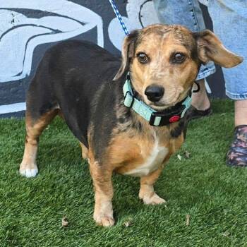 FOSTER NEEDED - Maya -  Beagle and Dachshund Dog for Adoption - FOSTER NEEDED - Maya | PetCurious