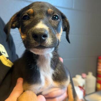 TUSC-Stray-85227_2 -  Shepherd and Mixed Breed Dog for Adoption in Tuscaloosa, Alabama - TUSC-Stray-85227_2 | PetCurious
