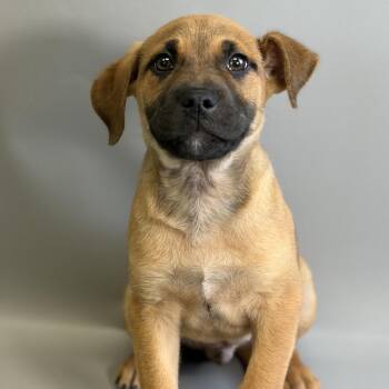 Mixed Breed Dogs Available for Adoption - Everest | PetCurious