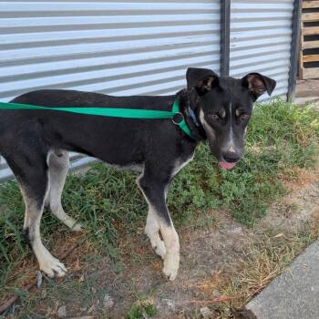 Diesel -  German Shepherd Dog and Pit Bull Terrier Dog for Adoption in St. Augustine, Florida - Diesel | PetCurious