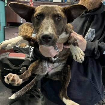 Shepherd and Mixed Breed Dogs Available for Adoption in Shinnston, West Virginia - Mocha | PetCurious