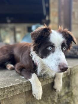 Rescue Border Collie Dogs for Adoption in Lucas, Texas - Benny #1212 | PetCurious