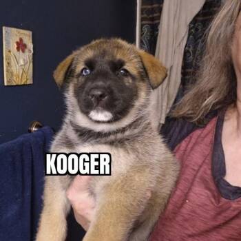 German Shepherd Dog Dogs Available for Adoption - Kooger | PetCurious