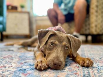 Dana Darling Family Girl -  Weimaraner and Catahoula Leopard Dog Dog for Adoption in Friendswood, Texas - Dana Darling Family Girl | PetCurious