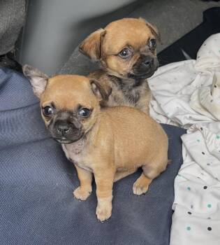 Rhett -  Pug Dog Available for Adoption in Center Square, Pennsylvania - Rhett | PetCurious