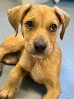 Lainey -  Beagle Dog Available for Adoption in Winter Haven, Florida - Lainey | PetCurious