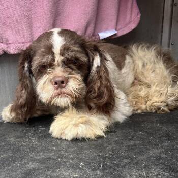 Lionel -  Spaniel and Mixed Breed Dog for Adoption in Edinburg, Texas - Lionel | PetCurious