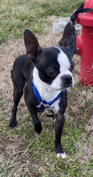Boston Terrier Dogs Available for Adoption - Laini Taylor KY4801 | PetCurious