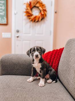 Sammy -  Pit Bull Terrier Dog for Adoption in Goodyear, Arizona - Sammy | PetCurious