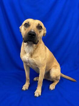 Hammerhead -  Mixed Breed Dog for Adoption in Ruston, Louisiana - Hammerhead | PetCurious
