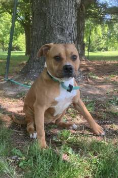 Pit Bull Terrier Dogs Available for Adoption in Springfield, Illinois - Marlow | PetCurious