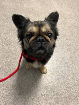 Stapleton -  French Bulldog Dog for Adoption in Troy, Ohio - Stapleton | PetCurious
