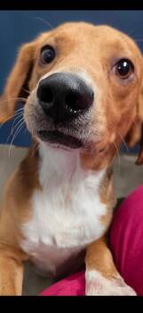 Kenneth -  Beagle Dog for Adoption in Media, Pennsylvania - Kenneth | PetCurious