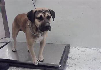 BEEFCAKE -  Mastiff and Mixed Breed Dog for Adoption in Houston, Texas - BEEFCAKE | PetCurious