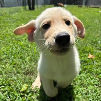 James -  Husky and Mixed Breed Dog for Adoption in Roxboro, North Carolina - James | PetCurious