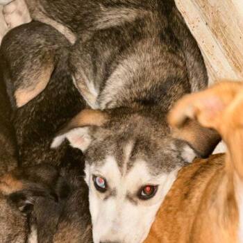 Granola -  Husky and Labrador Retriever Dog for Adoption in Leesburg, Alabama - Granola | PetCurious