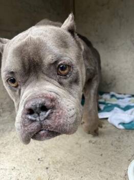 Hudson -  American Bulldog and Mixed Breed Dog for Adoption in Gainesville, Florida - Hudson | PetCurious