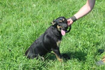 Scrappy -  Mixed Breed Dog for Adoption in Cleveland, Tennessee - Scrappy | PetCurious