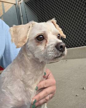 Nova -  Maltese and Poodle Dog for Adoption in Emmett, Idaho - Nova | PetCurious