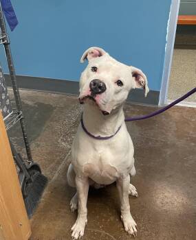 Pit Bull Terrier Dogs Available for Adoption in Kansas City, Missouri - Henry | PetCurious