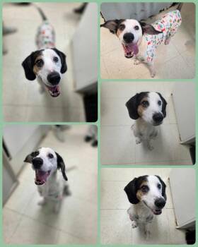 Rescue Hound Dogs for Adoption in Binghamton, New York - Howdy | PetCurious