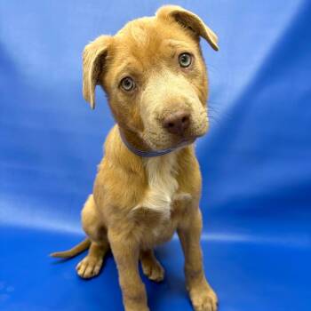 Pit Bull Terrier Dogs Available for Adoption - 238 (2026) Tanner | PetCurious