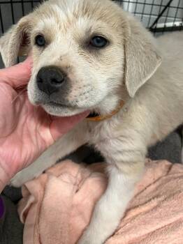 Great Pyrenees and Mixed Breed Dogs Available for Adoption - Noctilue (Orange) | PetCurious