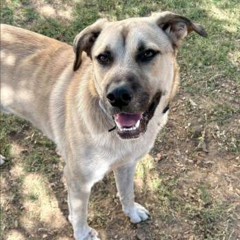 Asher -  Black Mouth Cur and Mixed Breed Dog for Adoption in Marshall, Texas - Asher | PetCurious