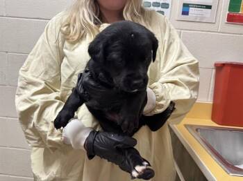ROSS GELLER -  Black Mouth Cur and Mixed Breed Dog for Adoption in Colorado Springs, Colorado - ROSS GELLER | PetCurious