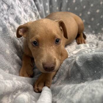 Aurora -  Terrier and Mixed Breed Dog Available for Adoption in Mount Vernon, Indiana - Aurora | PetCurious