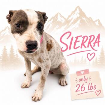 Sierra -  Mixed Breed Dog for Adoption in Memphis, Tennessee - Sierra | PetCurious