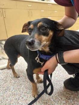 Dozer (with Diamond) -  Mixed Breed Dog for Adoption in Swanzey, New Hampshire - Dozer (with Diamond) | PetCurious