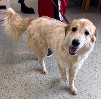 Barkley -  Golden Retriever and Great Pyrenees Dog for Adoption in Thompson Falls, Montana - Barkley | PetCurious