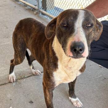 Whimmy -  Mixed Breed Dog for Adoption in Edwardsville, Illinois - Whimmy | PetCurious