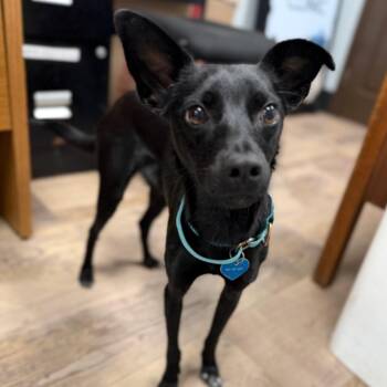 Tahini -  Chihuahua and Mixed Breed Dog for Adoption in Durango, Colorado - Tahini | PetCurious