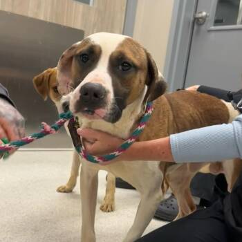 Mixed Breed Dogs Available for Adoption in Cooperstown, New York - Fenway | PetCurious