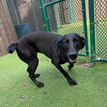 Louise 5159 -  Labrador Retriever and Great Dane Dog for Adoption in Loxahatchee Groves, Florida - Louise 5159 | PetCurious