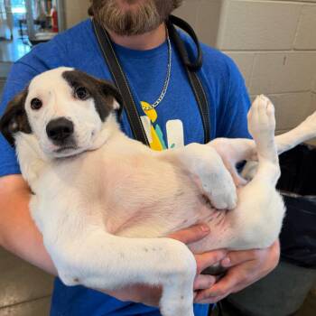 Maddison -  Mixed Breed Dog for Adoption in Wilmington, Delaware - Maddison | PetCurious