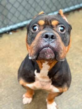 Durst -  Pit Bull Terrier Dog for Adoption in Chicago, Illinois - Durst | PetCurious